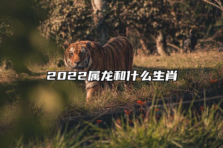 2022属龙和什么生肖 互相吸引天生一对