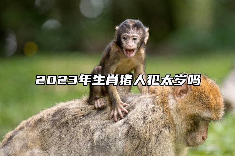 2023年生肖猪人犯太岁吗 在这一年的整体运势很不错