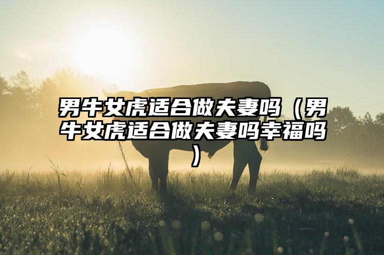 男牛女虎适合做夫妻吗（男牛女虎适合做夫妻吗幸福吗）