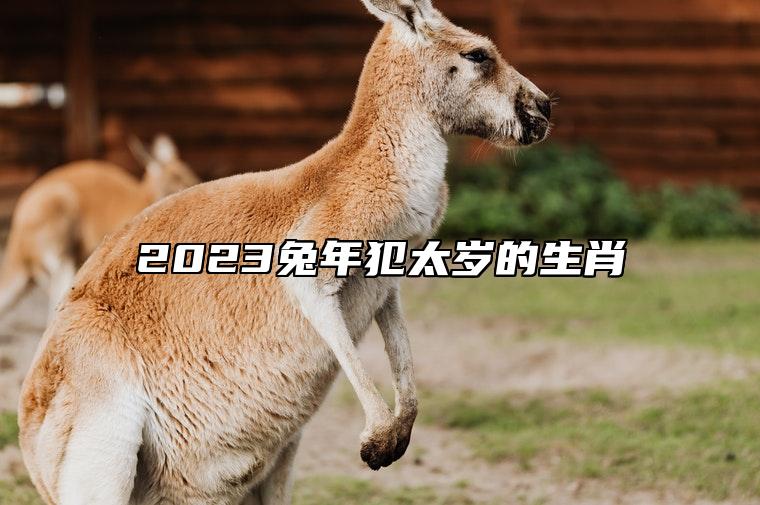 2023兔年犯太岁的生肖 生肖鸡冲太岁诸事不顺