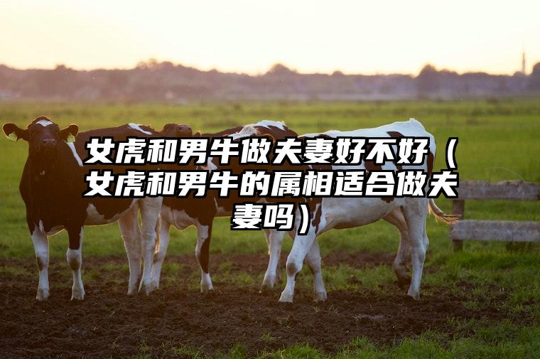 女虎和男牛做夫妻好不好（女虎和男牛的属相适合做夫妻吗）