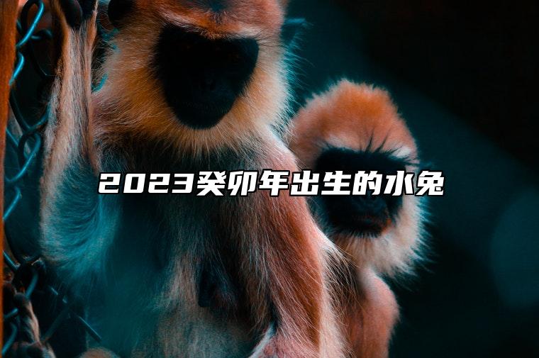 2023癸卯年出生的水兔 属兔人的命运波动
