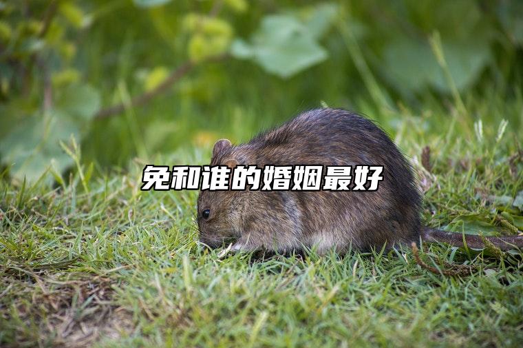 免和谁的婚姻最好 和生肖狗为天赐良缘