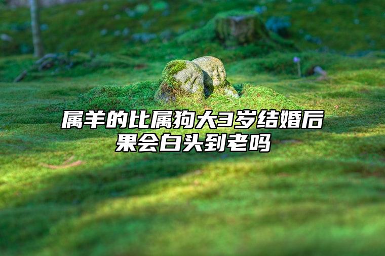 属羊的比属狗大3岁结婚后果会白头到老吗