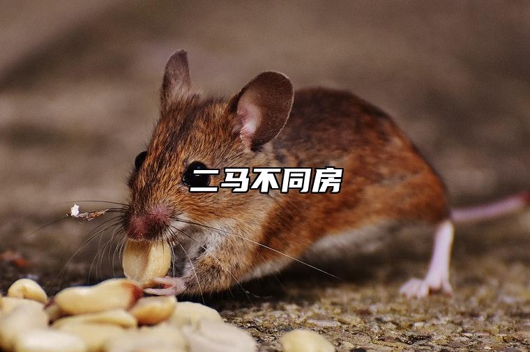 二马不同房 马与马自刑如何化解