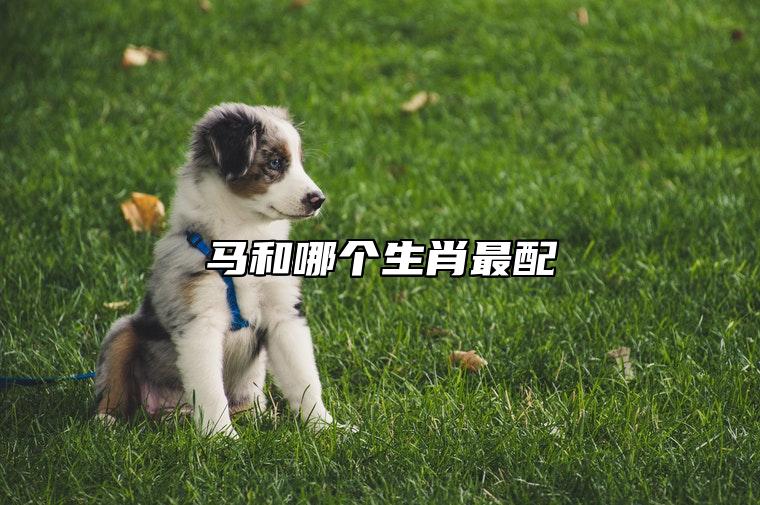 马和哪个生肖最配 和生肖羊配对相当完美