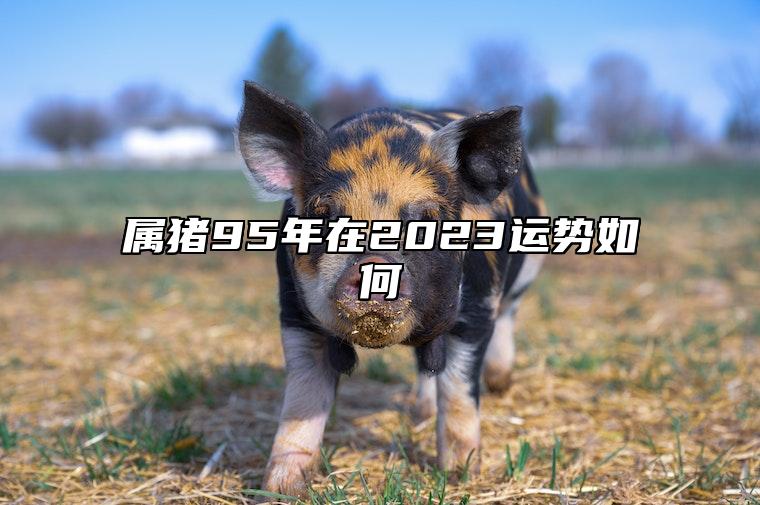 1995年属猪是什么命图片