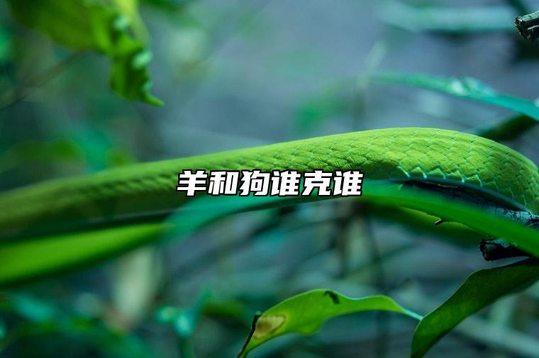 羊和狗谁克谁 未戌相刑到底有多严重