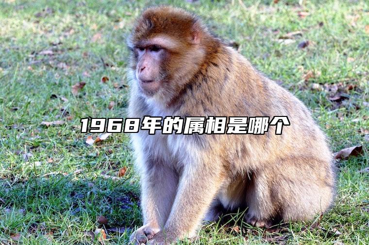 1968年的属相是哪个 1968年的属相是哪个星座