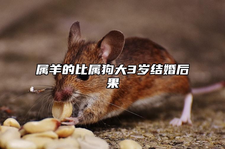 属羊的比属狗大3岁结婚后果 二人一起对谁不利