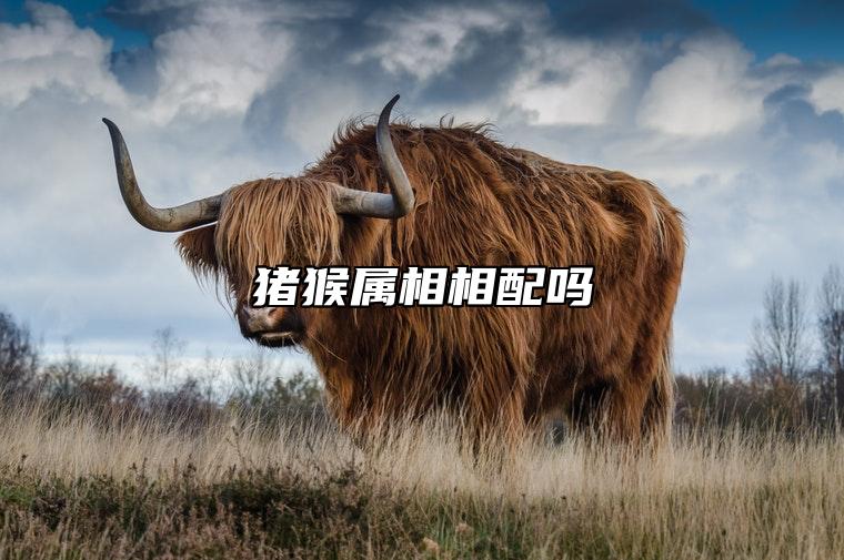 猪猴属相相配吗 申亥相冲怎么化解