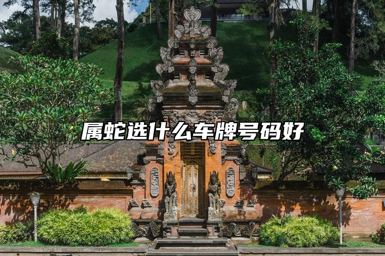 属蛇选什么车牌号码好 车牌号码会影响运势吗