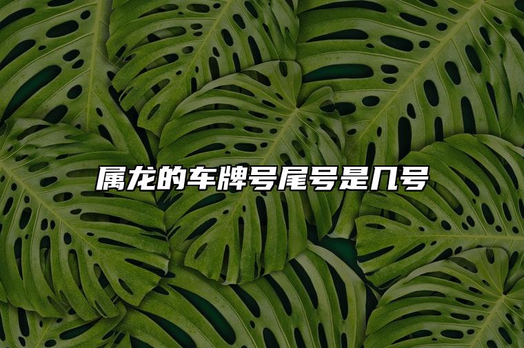 属龙的车牌号尾号是几号 车牌号码好运数字