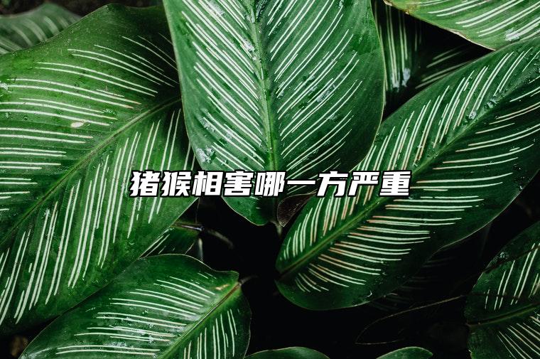 猪猴相害哪一方严重 如何化解