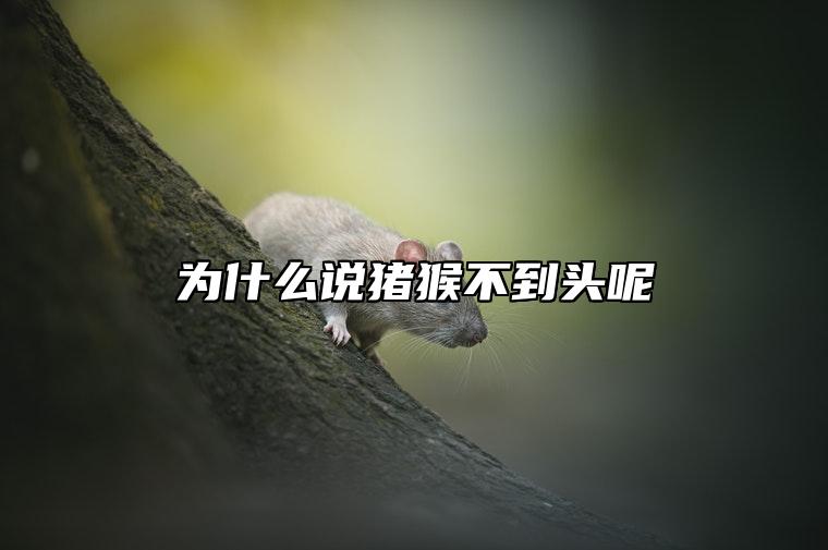 为什么说猪猴不到头呢  属相相克怎么化解