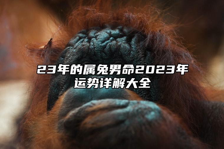 23年的属兔男命2023年运势详解大全 兔年运势23年运势属兔男