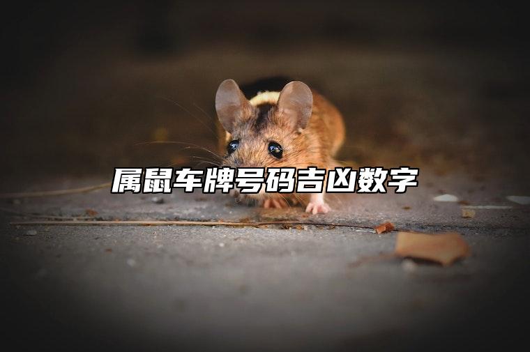 属鼠车牌号码吉凶数字