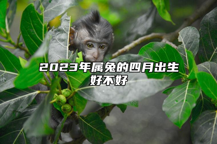 2023年属兔的四月出生好不好 农历四月的兔宝宝命运解析