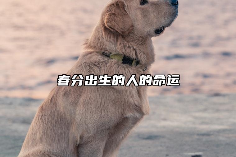 春分出生的人的命运 性格单纯正直