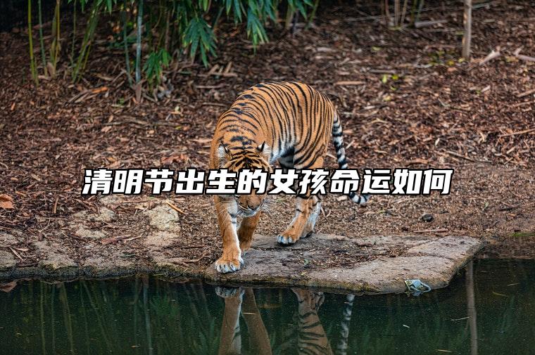 清明节出生的女孩命运如何 清明节出生有什么说法