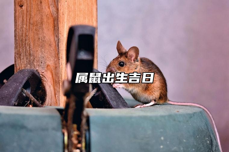 属鼠出生吉日 几点出生最好