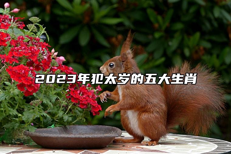 2023年犯太岁的五大生肖 2023年犯太岁的生肖