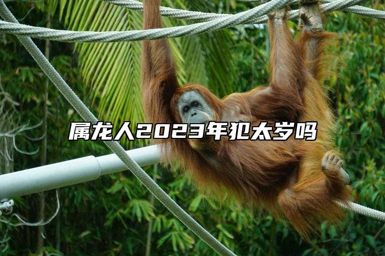 属龙人2023年犯太岁吗 2023年属龙终于转运了