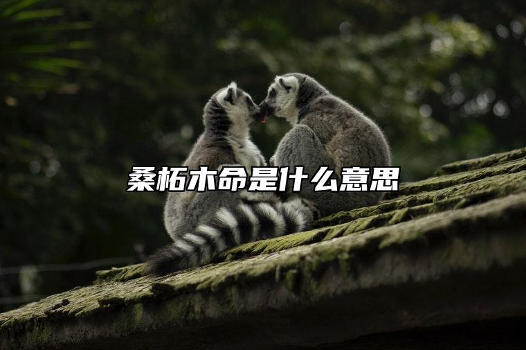 桑柘木命是什么意思 一生大富大贵之人