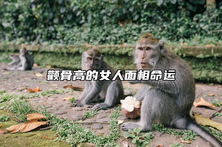 颧骨高的女人面相命运 高颧骨女子命运