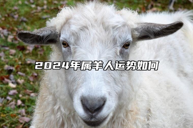 2024年属羊人运势如何 2024年生肖羊运势详解
