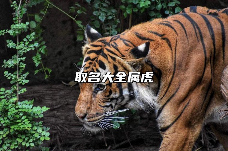 取名大全属虎 属虎人的名字大全集