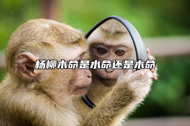杨柳木命是水命还是木命 杨柳木命男孩命运