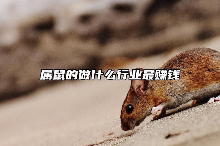 属鼠的做什么行业最赚钱 84年属鼠39岁大劫