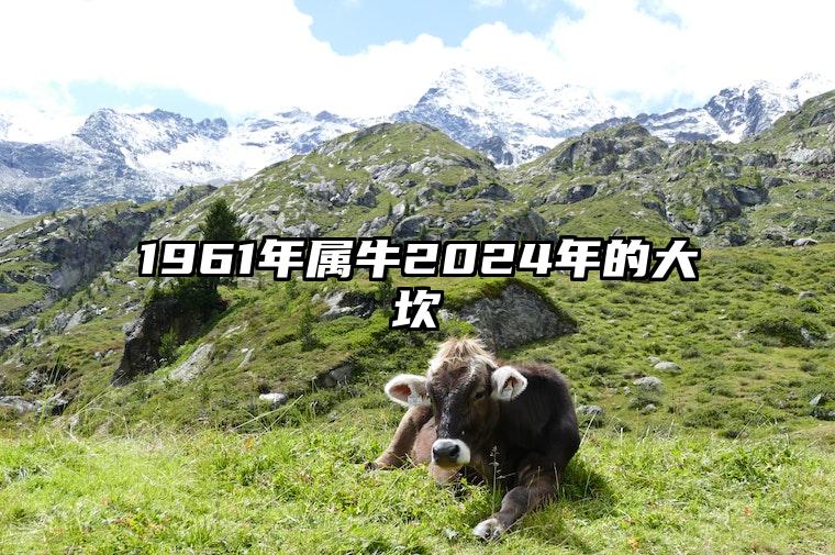 1961年属牛2024年的大坎 1961年属牛人在2021年