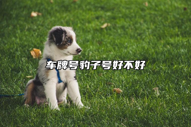 车牌号豹子号好不好 易经车牌尾号后四位吉利