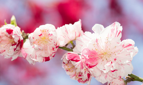 男人的桃花劫是什么意思