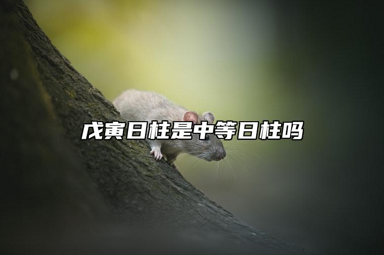 戊寅日柱是中等日柱吗 戊寅日柱是什么命格