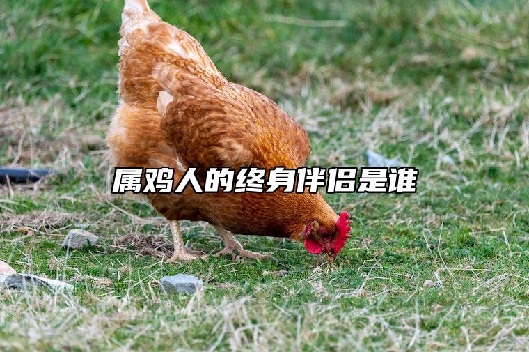 属鸡人的终身伴侣是谁 属鸡人的终身伴侣是谁啊
