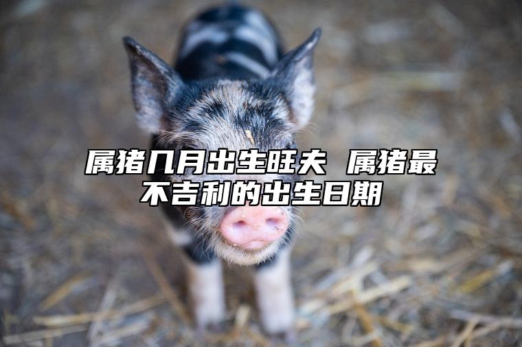 属猪几月出生旺夫 属猪最不吉利的出生日期 属猪的几月出生最好十二生肖网
