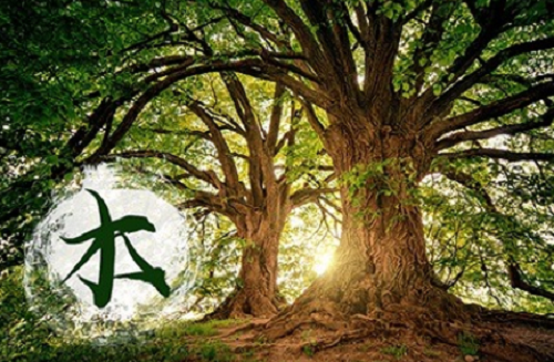 石榴木命怎么样