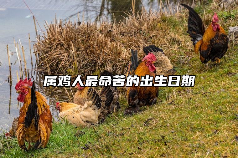 属鸡人最命苦的出生日期 农历几月的鸡最有福气