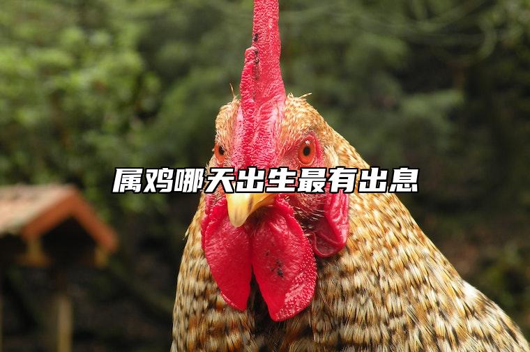 属鸡哪天出生最有出息 属鸡几月出生最有钱