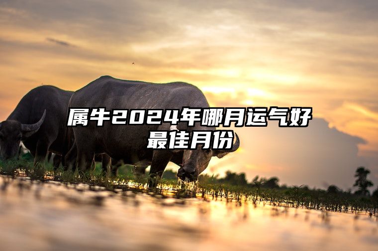 属牛2024年哪月运气好最佳月份 属牛2024年运势及运程每月运程大家找算命网