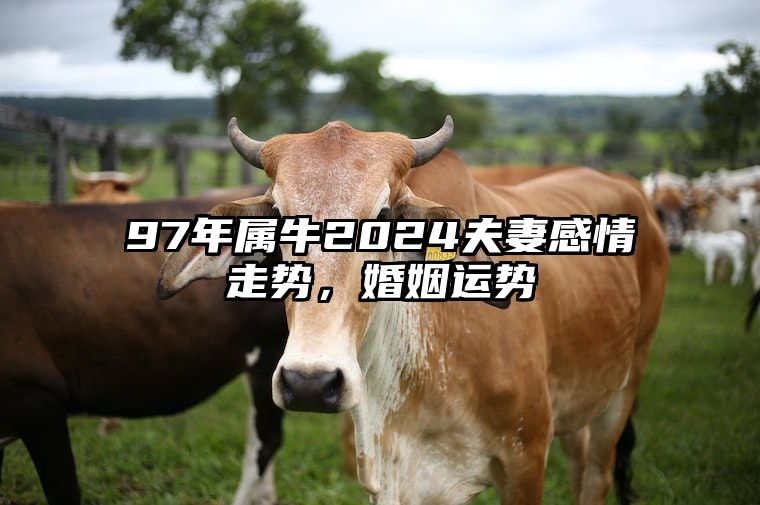 97年属牛2024夫妻感情走势，婚姻运势 97年属牛2024夫妻感情走势,婚姻运势怎么样