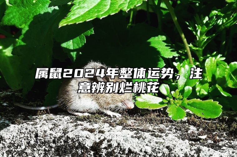 属鼠2024年整体运势，注意辨别烂桃花 属鼠人2024年全年运势详解