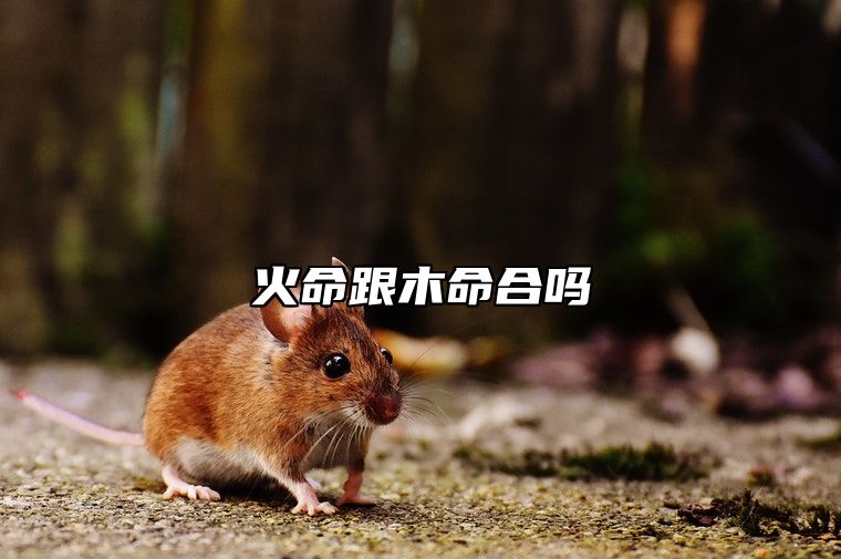 火命跟木命合吗 从纳音五行中讲木命和火命婚配