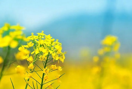 日柱甲子是什么意思