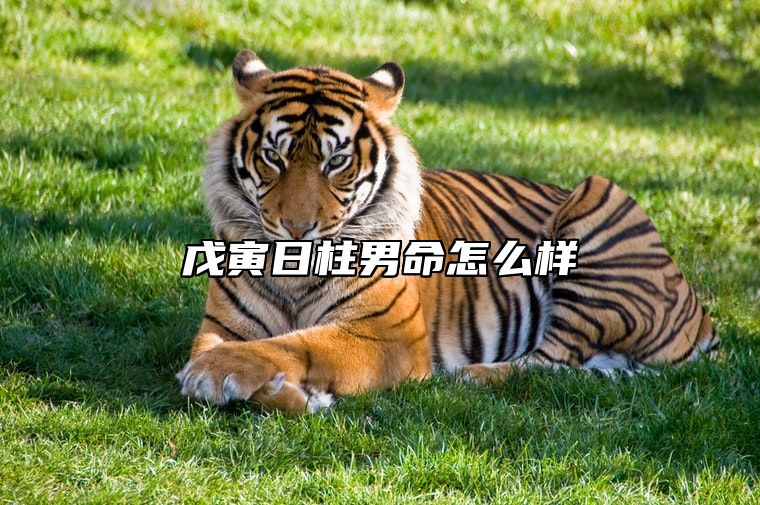 戊寅日柱男命怎么样？