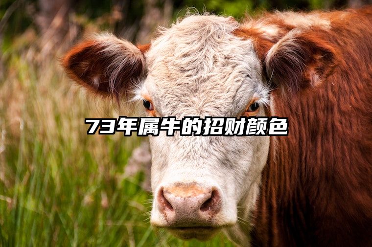 73年属牛的招财颜色 73年属牛51岁有一灾