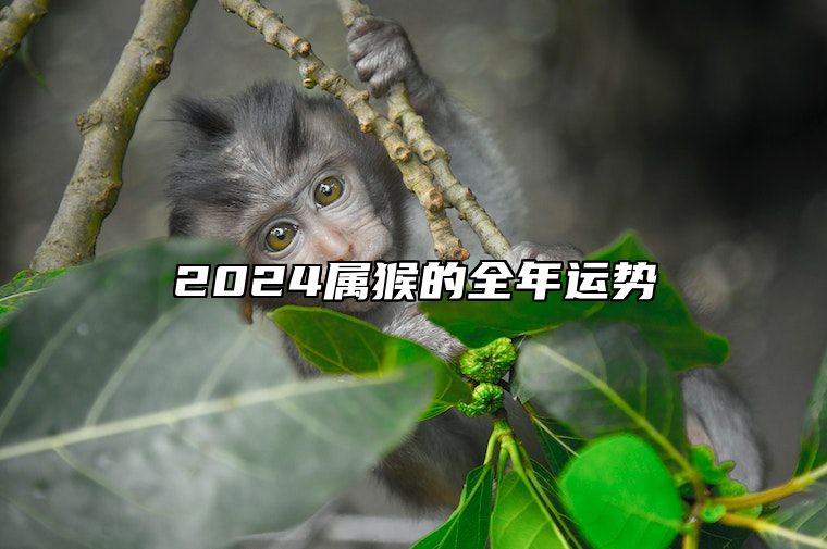 2024属猴的全年运势